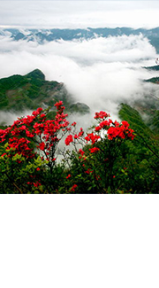 境內(nèi)外旅游
